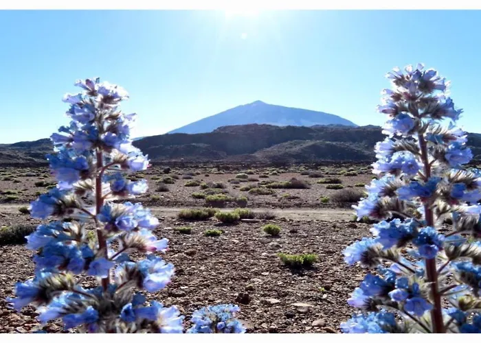 Appartement Paradise View Tenerife Costa Adeje (Tenerife)